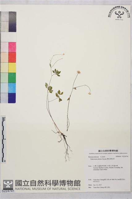 Accession Number:S224741 Collection Image