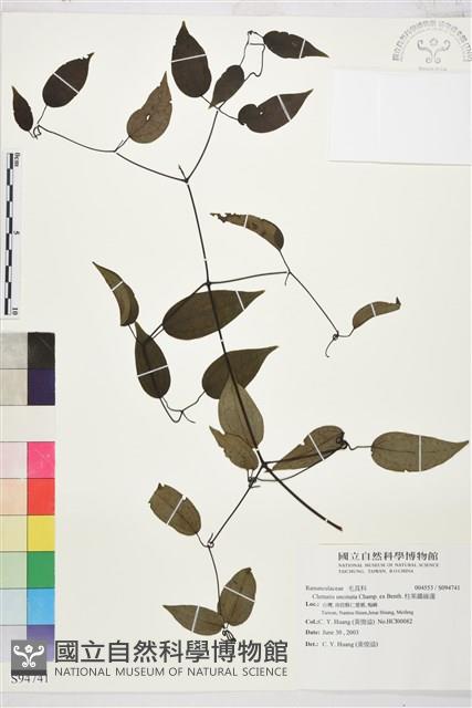 柱果鐵線蓮藏品圖，第2張