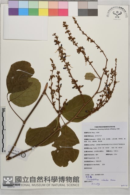 巴豆藤藏品圖，第1張