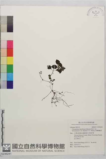 台灣風輪菜藏品圖，第1張