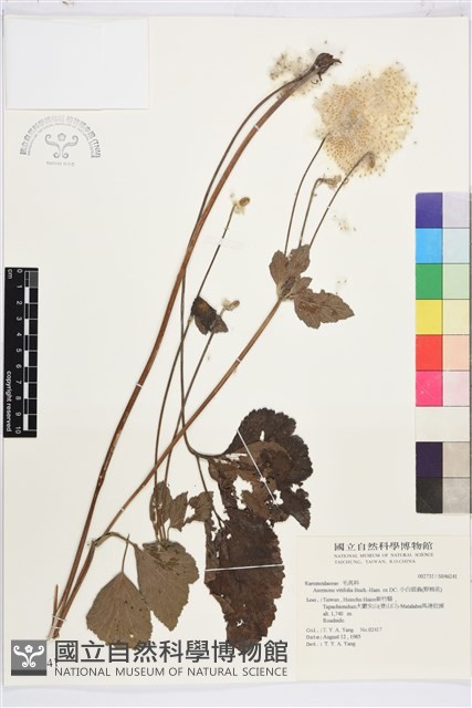 小白頭翁、野棉花藏品圖，第2張
