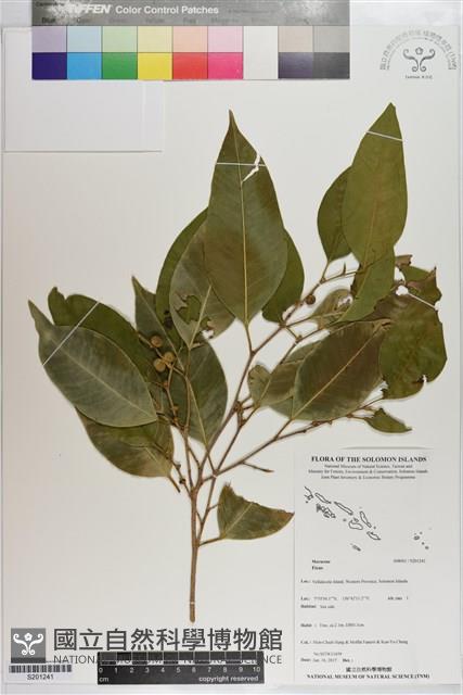 登錄號:S201241藏品圖，第1張