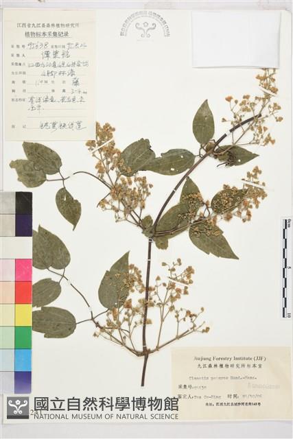 鈍萼鐵線蓮藏品圖，第1張