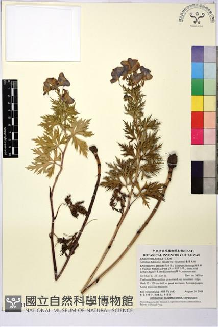 臺灣烏頭藏品圖，第1張