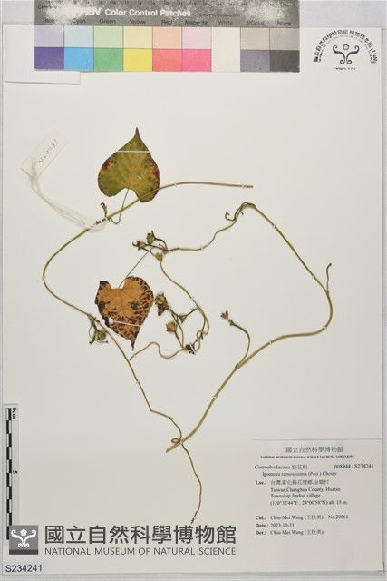 登錄號:S234241藏品圖，第1張