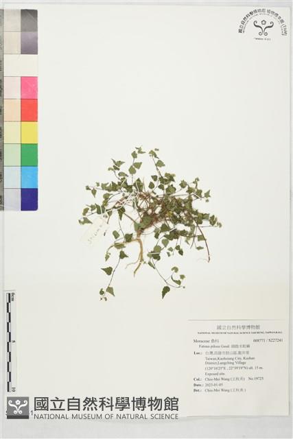 細齒水蛇麻藏品圖，第1張