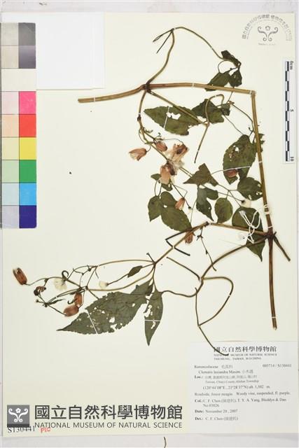 小木通藏品圖，第4張