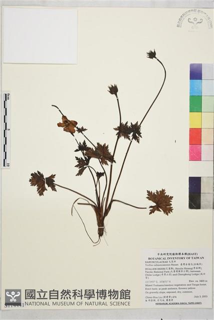 臺灣金蓮花藏品圖，第1張