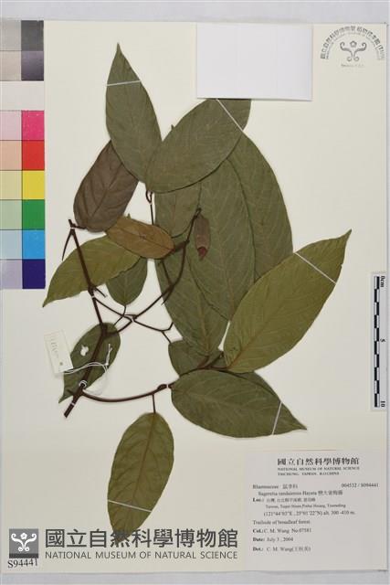 巒大雀梅藤藏品圖，第1張