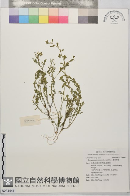 廣東葶藶藏品圖，第1張
