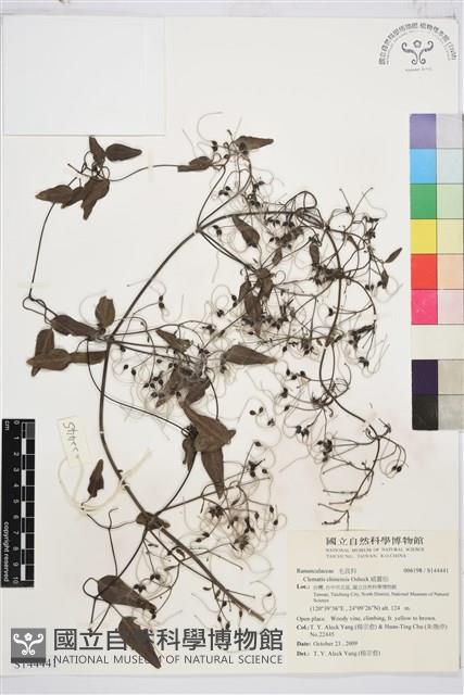 威靈仙藏品圖，第1張