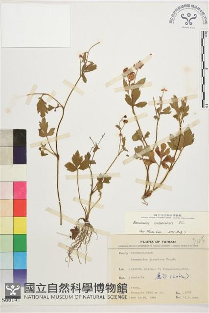 水辣菜、禺毛茛藏品圖，第1張