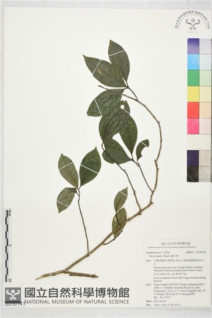 鐵冬青藏品圖，第1張