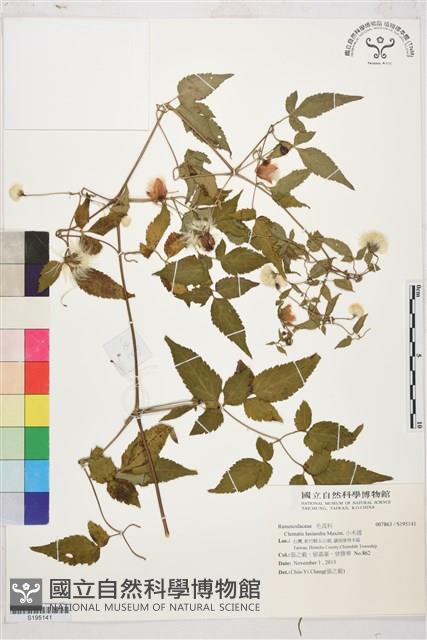 小木通藏品圖，第1張