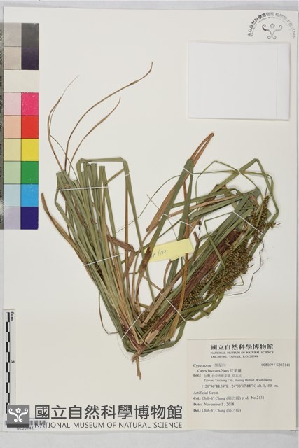 紅果薹藏品圖，第1張