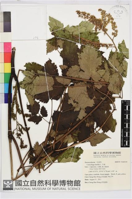 升麻藏品圖，第1張