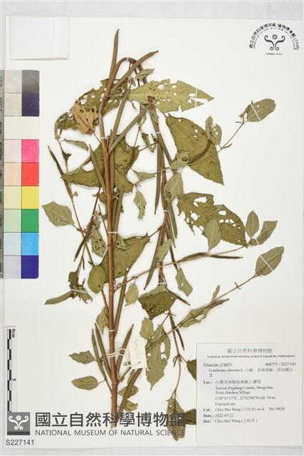 山麻、長蒴黃麻、埃及國王菜藏品圖，第1張