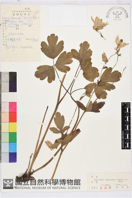 尖萼耬斗菜藏品圖，第1張