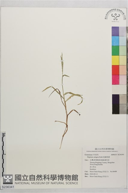 短穎馬唐藏品圖，第1張