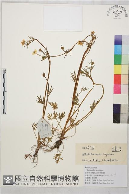 Accession Number:S170341 Collection Image