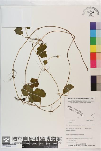 登錄號:S201341藏品圖，第1張