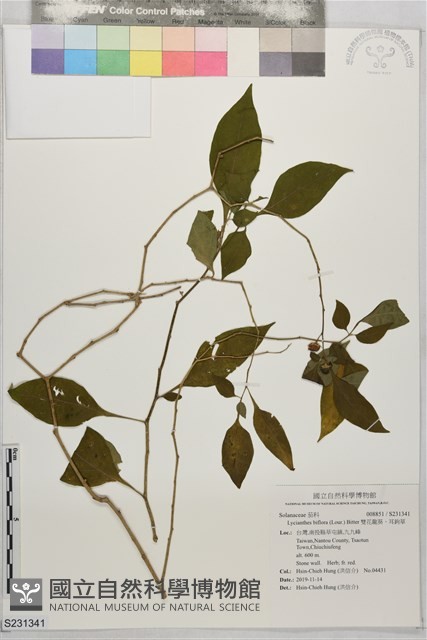雙花龍葵、耳鉤草藏品圖，第1張