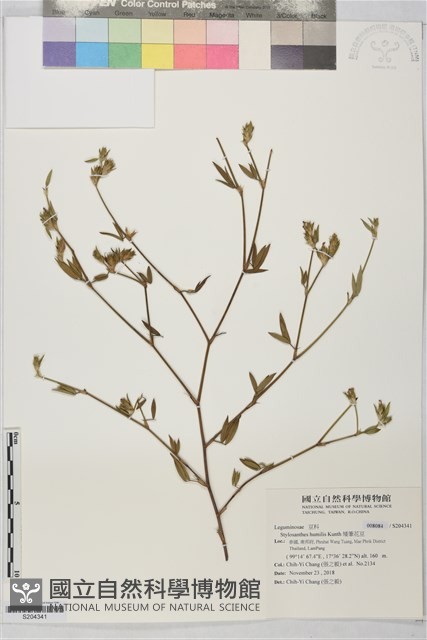 矮筆花豆藏品圖，第1張