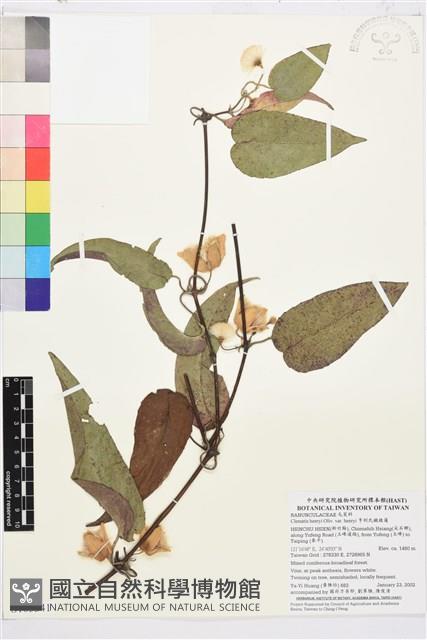 亨利氏鐵線蓮藏品圖，第1張