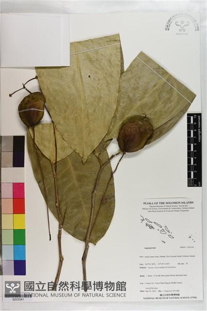 登錄號:S203341藏品圖，第1張