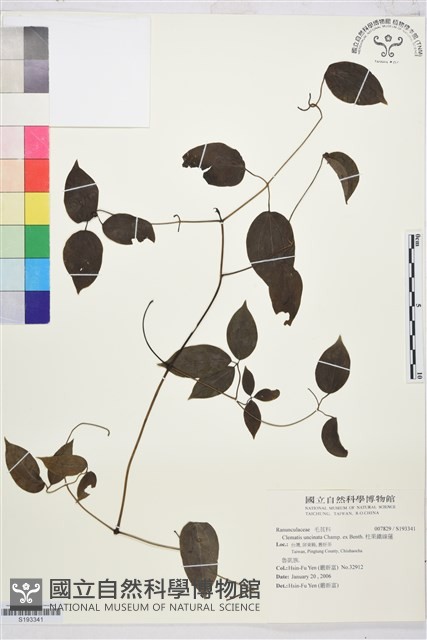 柱果鐵線蓮藏品圖，第1張