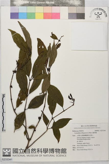 雞屎樹藏品圖，第1張