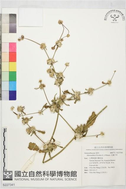 毛蓮子草藏品圖，第1張