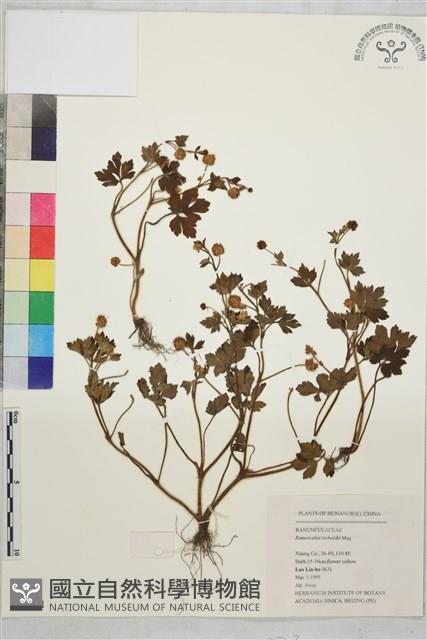 辣子草、揚子毛茛藏品圖，第1張