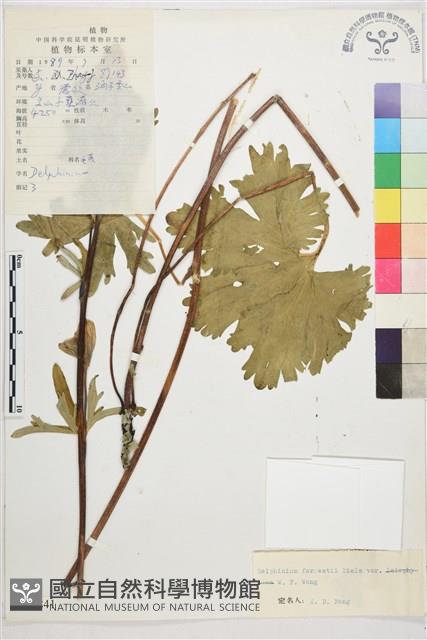 短距翠雀花藏品圖，第1張