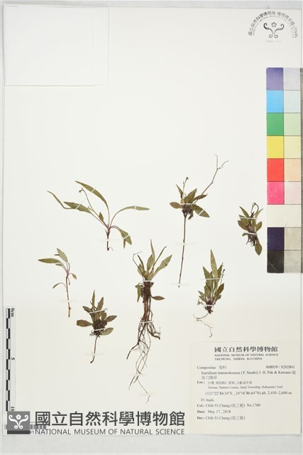 能高刀傷草藏品圖，第1張