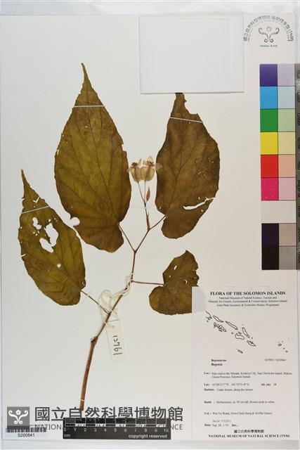 登錄號:S200841藏品圖，第1張