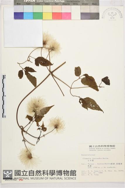 小木通藏品圖，第2張