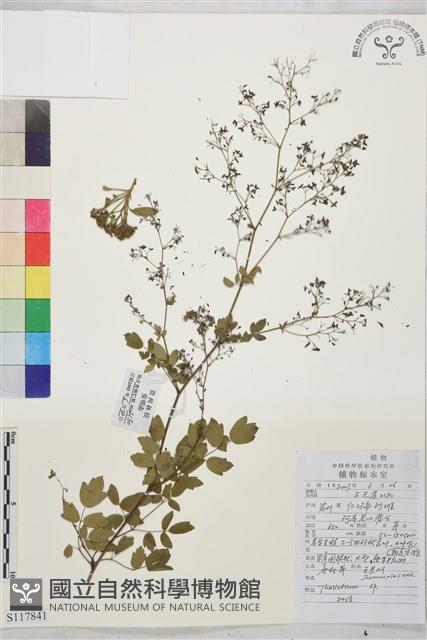 登錄號:S117841藏品圖，第1張