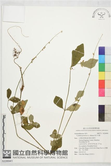 假川牛膝藏品圖，第1張