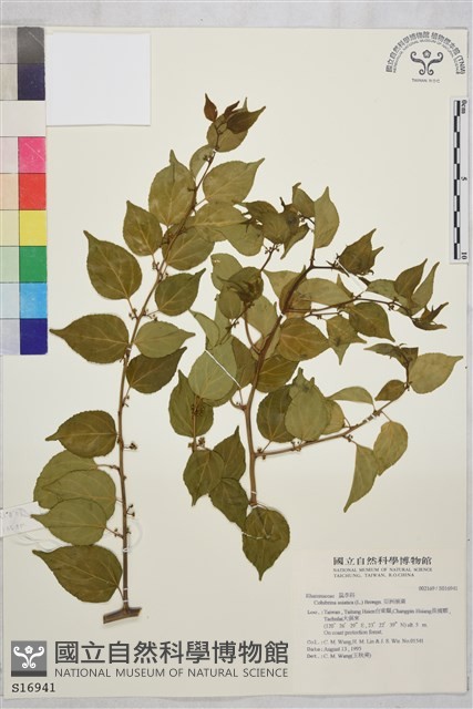 亞洲濱棗藏品圖，第2張