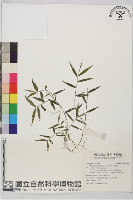 弓果黍藏品圖，第1張