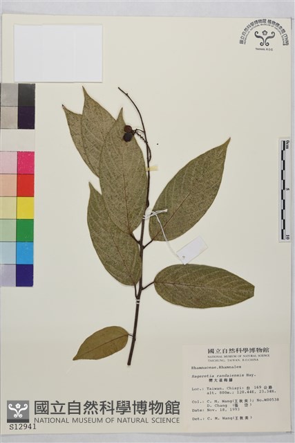 巒大雀梅藤藏品圖，第2張