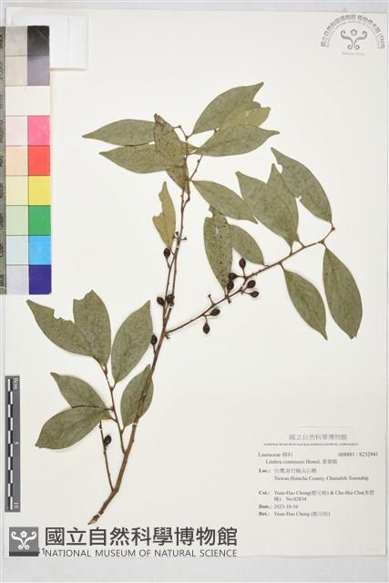 香葉樹藏品圖，第1張