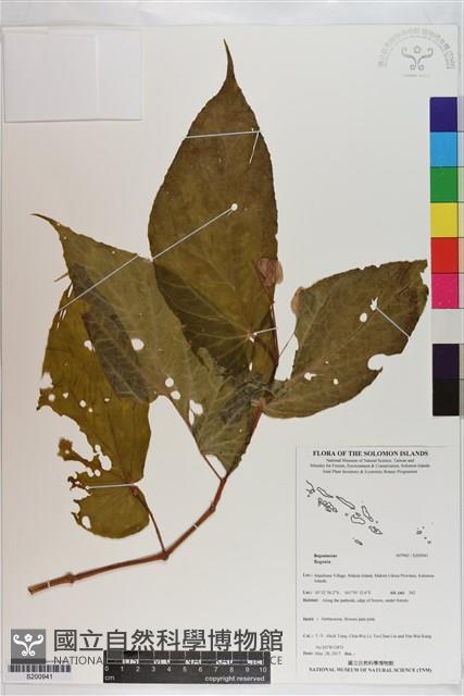 登錄號:S200941藏品圖，第1張