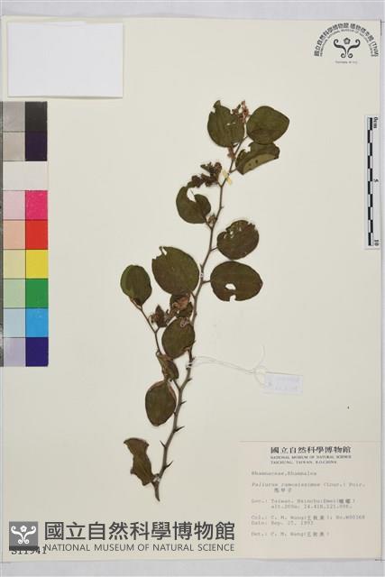 馬甲子藏品圖，第2張