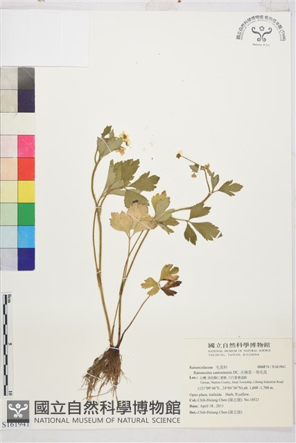 水辣菜、禺毛茛藏品圖，第1張
