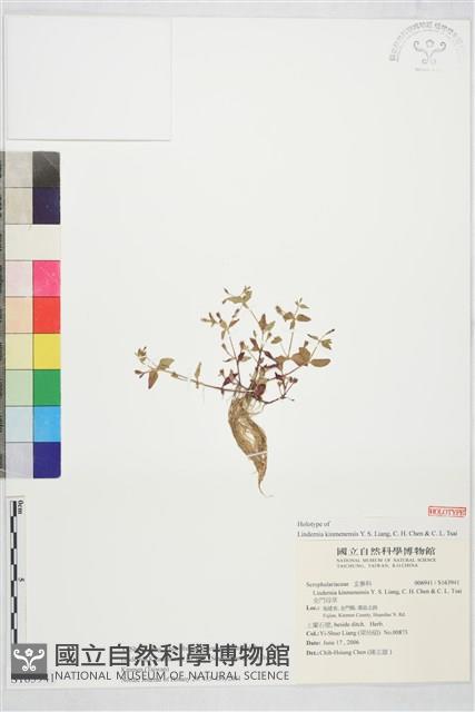 金門母草藏品圖，第1張