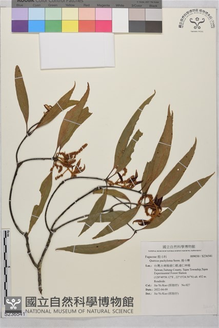 捲斗櫟藏品圖，第1張