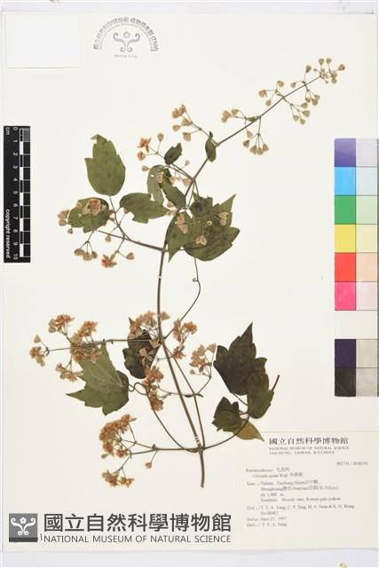 串鼻龍藏品圖，第2張