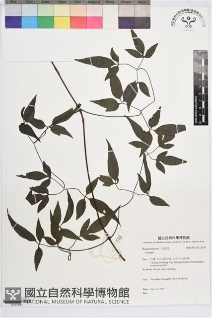 田村氏鐵線蓮藏品圖，第1張